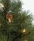 C-91411 4.5 Foot Tall Arolla Pine Christmas Tree - Pine Cones - 250 Clear Lights - Wire Stand