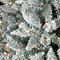 5' Flocked Slim Pine Christmas Tree - Slim Size - 100 Warm White LED Lights
