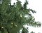 7.5 feet Nikko Fir Christmas Tree - 2,783 Green Tips - 850 Clear Lights