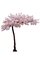 10.5 Foot Tree  Exotic  Flowering Sideswept  Blossom Pink 8 Feet Wide