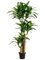 5' Tropical Dracaena Tree with 7 Heads in Pot Two Tone Green