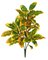 34 Inch Outdoor Uv Large Yellow Croton Bush