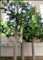Giant Custom Artificial  Trees — breathtaking replicas of nature’s most iconic giants