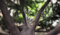 Giant Custom Artificial  Trees — breathtaking replicas of nature’s most iconic giants