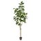 7' Artificial Potted Fig Tree with 86 Leaves
