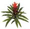 30" Life Like Guzmania Natural Touch