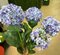 21 inches Hydrangea Bush - 5 Blue/Purple Flowers - 4 inches Stem - Bare Stem
