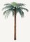 11 Foot to 12 feet Coconut Palm - Natural Trunk - 15 Fronds - 3 Coconuts - Bare Trunk