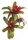 20" Bromeliad Stem - Natural Touch - 3 Heads - 30 Leaves - 12" Width - Red/Green