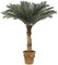 4' -12' Tall  Custom Made Cycas Palm Tree 36 Tutone Green Fronds Larger Palm Head 6' Wide  Natural Trunk