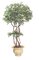 EF-4011 6 feet Japanese Maple Tree Natural Dragonwood Trunks 3,600 Lvs
