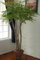 EF-4505 7 feet Exotic Maidenhair Fern Tree with 6 Natural Trunks