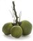 18" Plastic Coconut Pick - 3 Green Coconuts - 13" Width