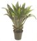 EF-5433 36" Agave Natural Touch Potted Succulent