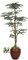 W-70208 8' Boxwood Shelf Tree - Natural Trunk - 11,340 Green Leaves - 50" Width