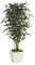 6.5 feet Beech Tree - Natural Trunk - Green/Black Leaves - 46 inches Width