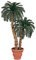 A-400 Outdoor Custom Made Cycas made on Natural Aloe trunk  in many heights See Details.