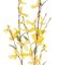 EFH-298 28 inches FORSYTHIA Spray 36-1 inches to 2 inches Blooms, 9-1 inches Leaves  Yellow (Sold Per DZ Set)