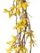 EF-375 6 feet FORSYTHIA GARLAND 156-1.25 inches to 2 inches Silk Blooms, Natural Grapevine Twigs. Color: Yellow(Sold im a 3 PC Set)