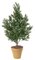 4 feet Podocarpus Bush - Natural Trunk - Tutone Green - Bare Trunk