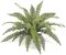 Fishtail Fern - 30 Fronds - 31 inches Width - Green - Bare Stem