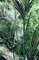EF-0506  6 feet Outdoor Polyblend  Paradise Palm - Synthetic Trunks - 16 Fronds - Green - Bare Tr...