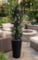 A-1114 5 feet TO 8 feet  Polyblend Mountain Laurel Bush UV stabilized and waterproof