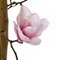 7 Foot Flowering Magnolia Trees on Natural Trunk Pink, Rose, Light Pink