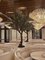 9.5 feet to 10 Foot exotic CALIFORNIA OLIVE TREE OLIVE TREE with olives