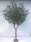 10 Foot Exotic Mediterranean Fire Retardant Olive tree  60" Wide