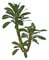23" Euphorbia Trigona - Natural Touch - Green - Bare Stem