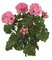 17 inches Outdoor Geranium Bush - 3 Flowers - 2 Buds - 12 inches Width