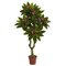5 feet Plumeria Tree UV Resistant (Indoor/Outdoor)