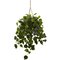 36" Philodendron Hanging Basket UV Resistant (Indoor/Outdoor)