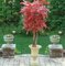 Earthflora's 6 Foot Polyblend Japanese Maple Tree - Green Or Rust