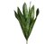 16 inches Sansevieria Plant  Green