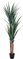 6 Foot Outdoor Yucca Tree