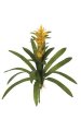 30 inches Bromeliad with Roots