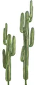 Sunset Saguaro Cactus Plants In Blue/Green Color - 54 Inch Or 70 Inch Sizes