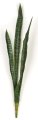 37 Inch Uv Outdoor Sansevieria Plant | Green/Yellow Or Tutone Green