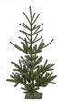 Dawson Fir Trees | 3.5', 5', or 7' Tall Trees