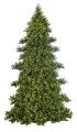 OREGON FIR PANEL CHRISTMAS TREE WITH LED LIGHTS | 12 FT., 16 FT., 20 FT. TALL