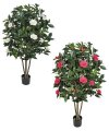 CAMELLIA TREE ON NATURAL WOOD | BEAUTY OR CREAM | 3' OR 5' TALL