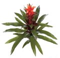 30 inches Guzmania - Natural Touch - 24 Leaves