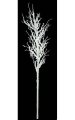 Snowy Populus Tree - White