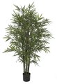 Bamboo Palm Trees With Green Canes - 5 Foot , 7 Foot, And 9 Foot