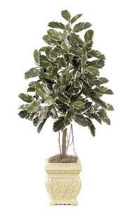 6 feet Rubber Tree - Natural Trunk - Air Roots - 174 Leaves