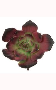 6 inches Plastic Echeveria