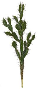 Prickly Pear Cactus With Needles - 42 Inches Or 52 Inches Tall