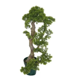 UV Cypress Bonsai Tree | 2 Sizes